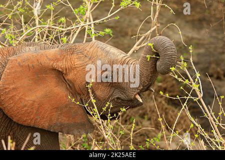 Herd of elephants eating and grazing in the bush, photographed during a touristic safari in the Tarangire National Park, Manyara Region Tanzania. Stock Photo