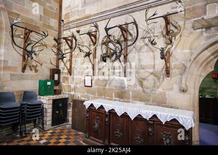 The Annual Abbotts Bromley Horn Dance. Pictured, The horns on the walls ready to be collected.The folk dancers remove the horns from the walls of St Nicholas Church at 8am and proceed to dance all day visiting nearby villages, returning the horns for another year to the chuch walls at 8pm. A blessing service at 7am takes place led by Revd Simon Davis.in 2022. The horn dance has been taking place since the 12th century. Stock Photo