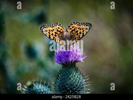 Queen of Spain fritillary butterfly Stock Photo