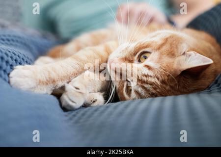 A beautiful young ginger cat that is stroked by the owner on the bed. Front view. Stock Photo