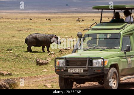 Hippopotamus leaving the water to graze, photographed during a touristic safari in the Ngorongoro Conservation Area, Tanzania, a protected area Stock Photo