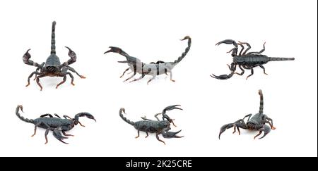 Group of emperor scorpion (Pandinus imperator) isolated on a white background. Insect. Animal. Stock Photo