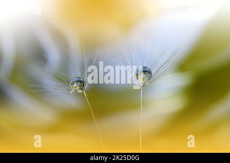 Beautiful Nature Background.Floral Art Design.Abstract Macro Photography.Pastel Flower.Dandelion Flowers.Yellow Background.Creative Artistic Wallpaper.Wedding Invitation.Celebration,love.Close up View.Water Drops.Tranquil Natural Background. Stock Photo