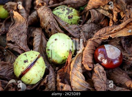 Several chestnuts lie between brown chestnut leaves. Stock Photo