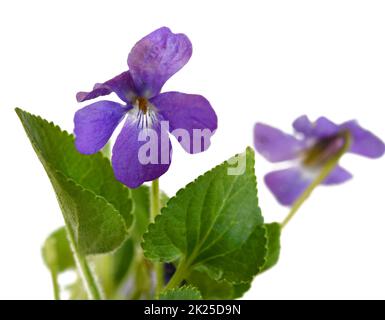 close up of a fragrant violet Stock Photo