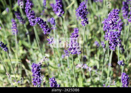 Detail of a bee with sits on muscari Stock Photo