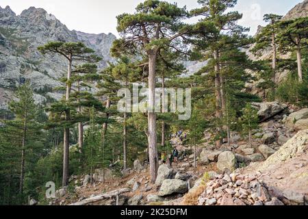 Corsican pines (Pinus nigra var. corsicana) between Asco-Stagnu and Tighjettu, GR20, Corsica, France Stock Photo