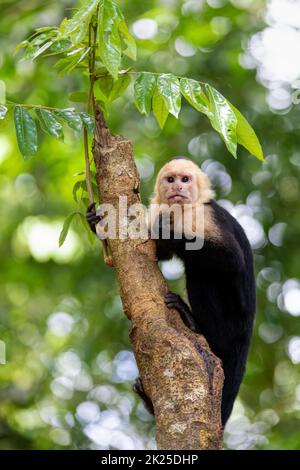 Colombian white-faced capuchin (Cebus capucinus), Manuel Antonio National Park, Costa Rica Stock Photo