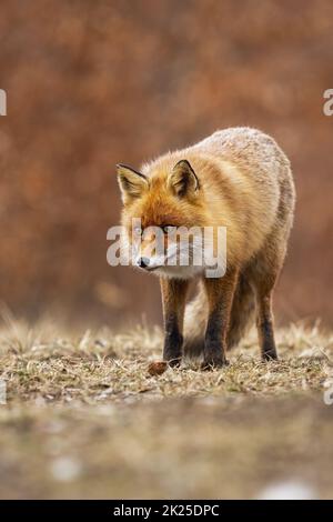 Alert red fox standing on meadow in autumn nature. Stock Photo