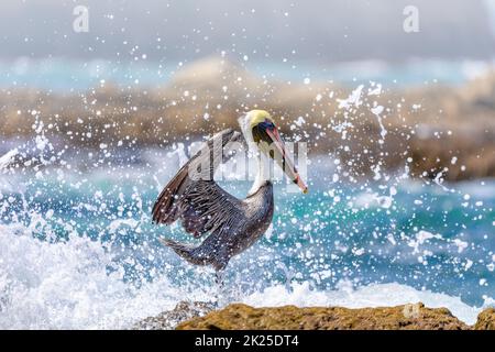 Brown pelican (Pelecanus occidentalis) Ocotal Beach, Costa Rica Stock Photo