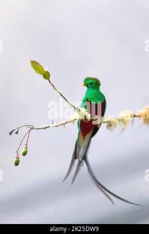 Resplendent quetzal (Pharomachrus mocinno), San Gerardo de Dota, Wildlife and birdwatching in Costa Rica. Stock Photo