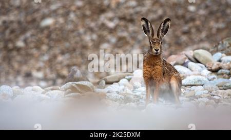 Brown hare sitting on stones and looking to the camera Stock Photo