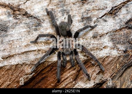 Tarantula (Sericopelma melanotarsum) Curubande de Liberia, Costa Rica wildlife Stock Photo