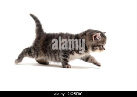Fluffy gray kitten on a white background Stock Photo