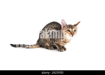 Purebred smooth-haired kitten on a white background Stock Photo