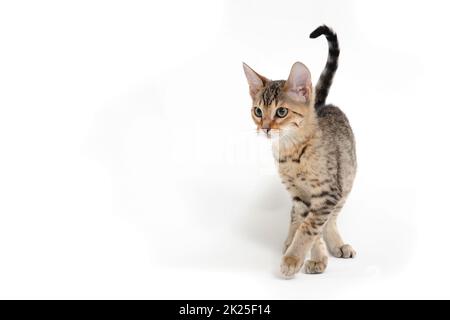 Purebred smooth-haired kitten on a white background Stock Photo