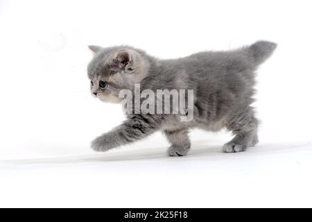 Fluffy gray kitten on a white background Stock Photo