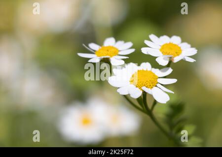 Feverfew or tanacetum parthenium or bachelor's buttons or featherfew many white flowers with green Stock Photo
