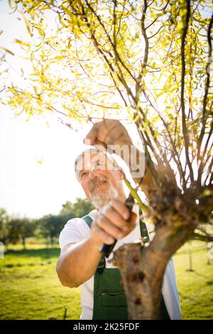 Senior gardener gardening in his permaculture garden Stock Photo
