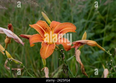 Giant orange Daylily (Hemerocallis fulva) on a beautiful spring in a garden Stock Photo