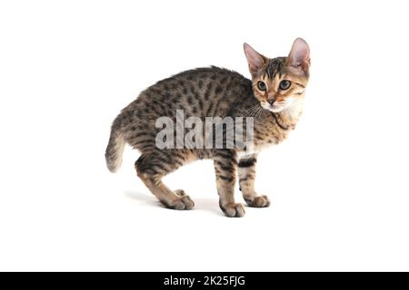 Purebred smooth-haired kitten on a white background Stock Photo