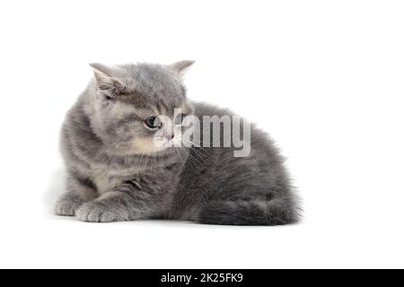 Fluffy gray kitten on a white background Stock Photo