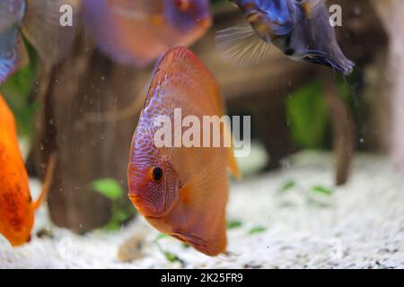 Discus fish in an aquarium. Discus fish come from the Amazon Stock Photo
