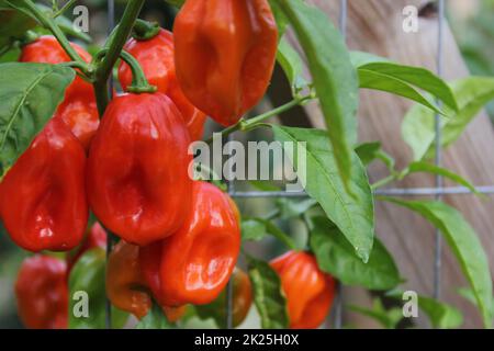 Ripe Habanero Peppers Growing in Organic Garden Stock Photo