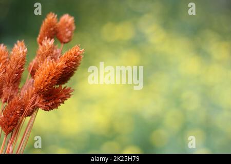 Dried Flowers with Blurred Yellow Flowers in Background Stock Photo