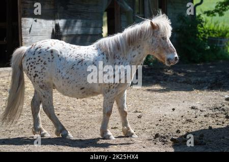 White Pony Stock Photo