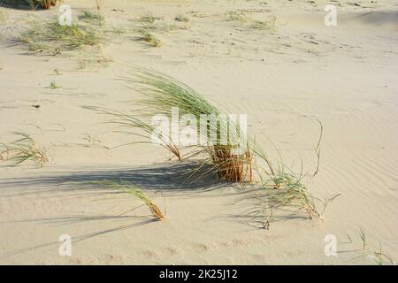 Dune grass blowing in the wind on the sandy beach Stock Photo