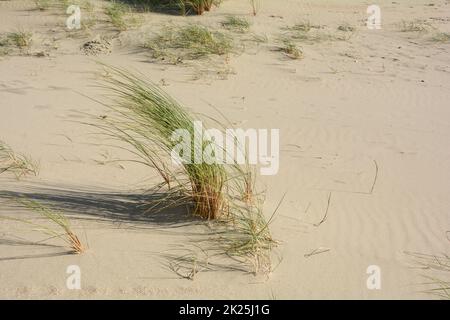 Dune grass blowing in the wind on the sandy beach Stock Photo