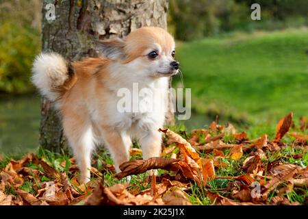 A cute Chihuahua dog in nature Stock Photo