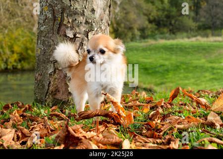 A small  cute Chihuahua dog in nature Stock Photo