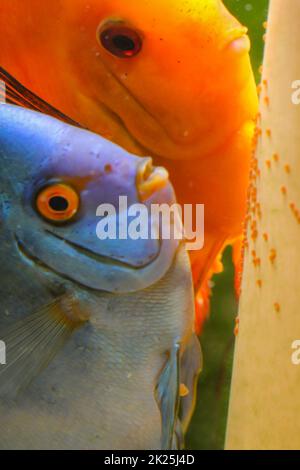 Discus Fish Larvae Discus fish spawning Stock Photo - Alamy