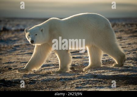 Backlit polar bear walks across rocky tundra Stock Photo