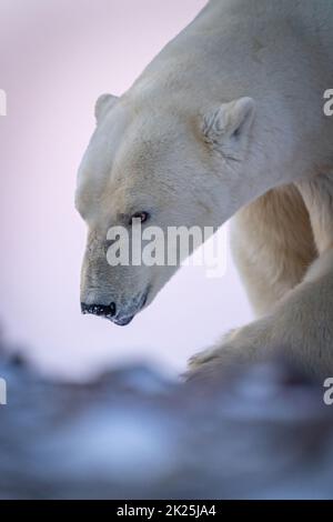 Close-up of polar bear with snowy nose Stock Photo