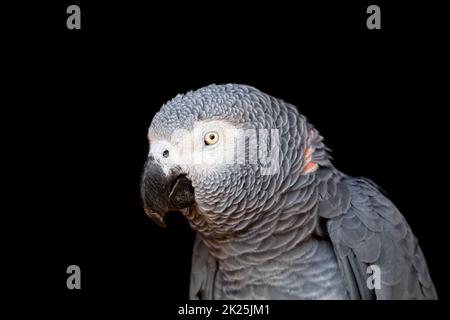 African grey parrot portrait Stock Photo