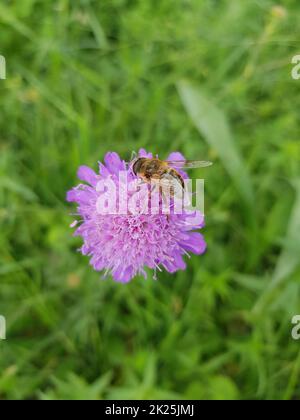 Closeup shot of a bee on a purple flower under Stock Photo