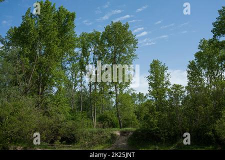 Low angle shot of green-leaved trees on a blue sky background Stock ...