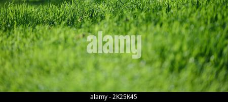 lawn with green lush grass in the park on a spring day, banne Stock Photo