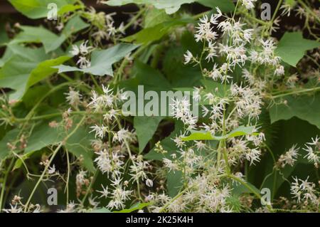 Echinocystis lobata flowers and leaves, close up shot, local focus Stock Photo