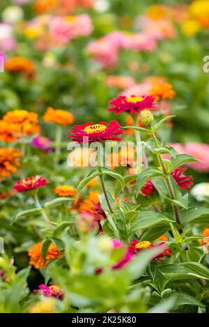 Beautiful garden farm zinnia flowers close up to pick in summer Stock Photo