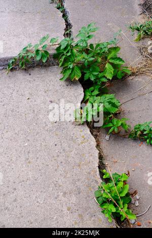 Cracked cement sidewalk with many green weeds growing in big cracks Stock Photo