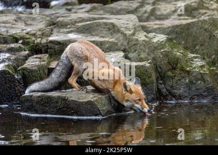 The fox is drinking from a stream standing on the rock. Stock Photo