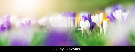 Closeup view of the spring flowers in the park. Crocus blossom on beautiful morning Stock Photo