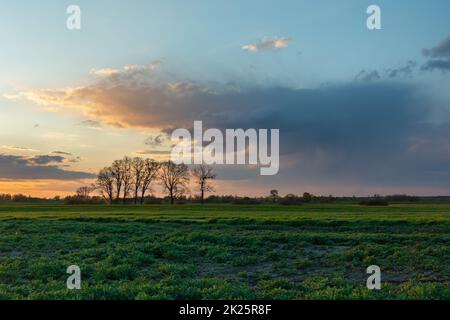 Green field with trees and evening clouds on the sky Stock Photo