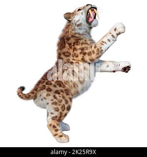 3D Rendering Sabertooth Tiger on White Stock Photo