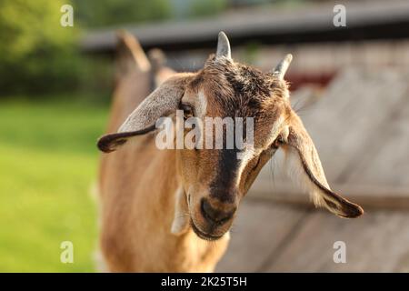 Young brown goat kid looking into camera, detail on head. Stock Photo