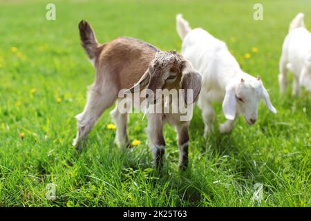 Little brown goat kid grazing, grass leaf in her mouth. More goats in background.